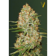 Семена конопли Auto Amnesium (Auto Amnesia) Автофеминизированные Victory seeds
